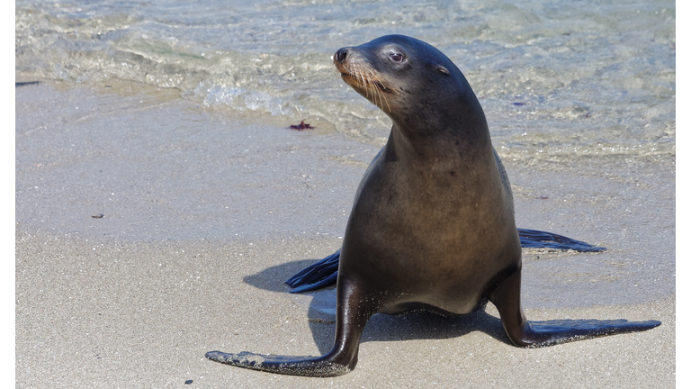 California Sea Lion