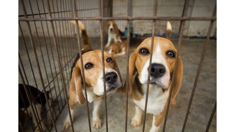 Sad Beagle Dog in cage