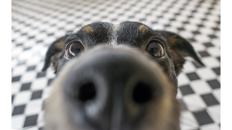 Playful dog face, black white and brown, with nose close to the camera lens, focus on face, closeup, with black and white tiled floor background