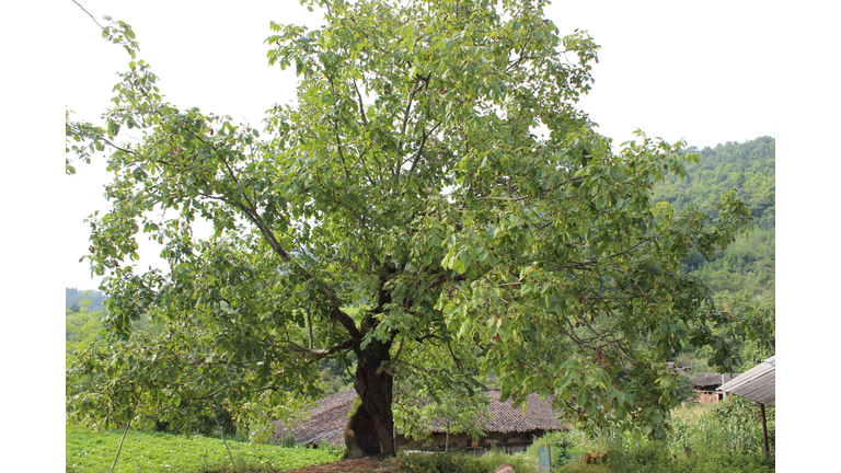 Over 150 Years Hollow Walnut Tree In Sichuan