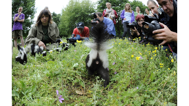 A young skunk is in the focus of photogr