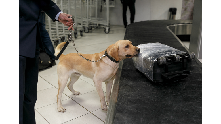 Drug detection labrador dog at the airport searching drugs in the luggages.
