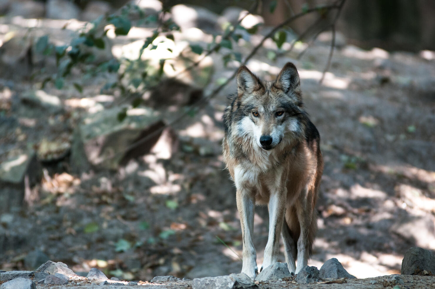 Mexican Wolf