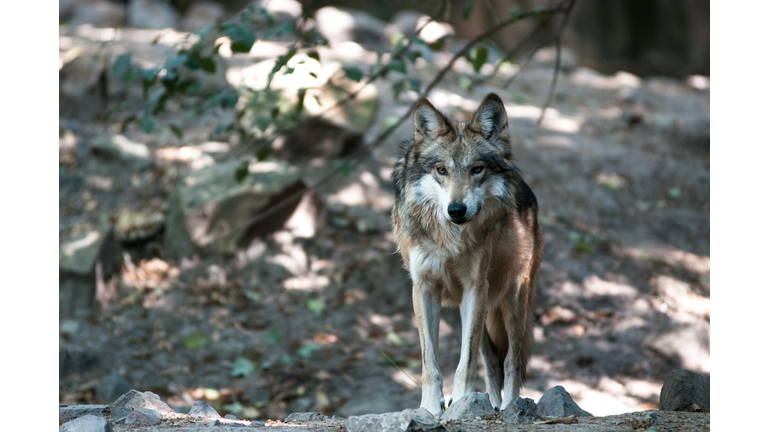 Mexican Wolf