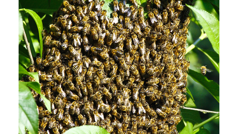 Swarm of bees