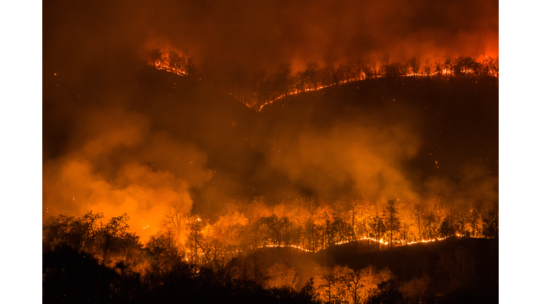 Forest fire burning, Wildfire at night.