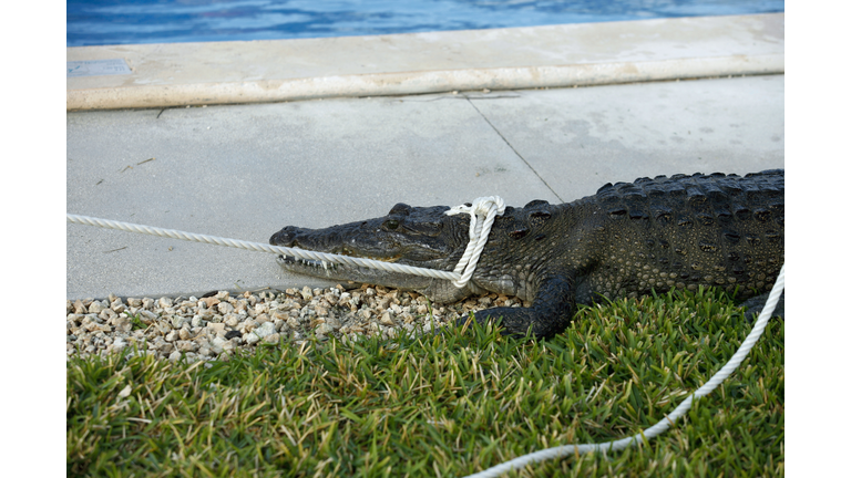 Trespassing Alligator