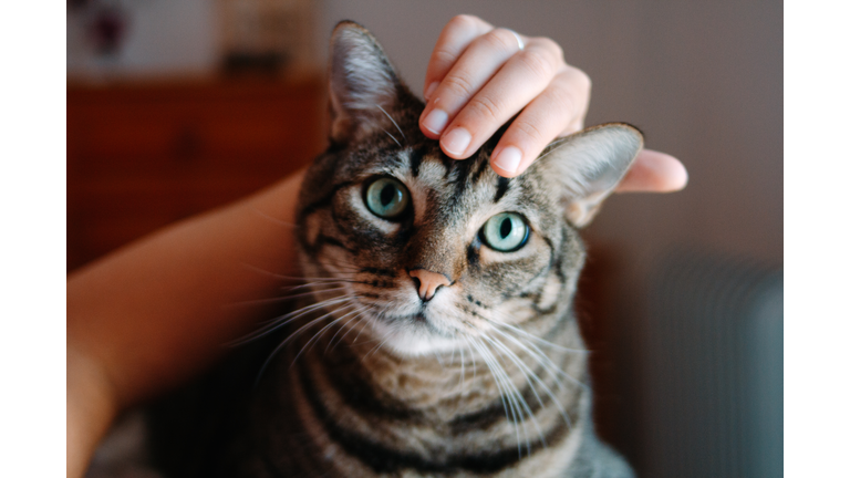 Woman hands stroking a tabby cat head