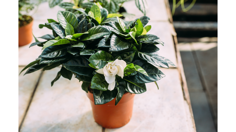 Gardening, Planting And Flora Concept - Close Up Of Plant White Gardenia In Pots At Greenhouse