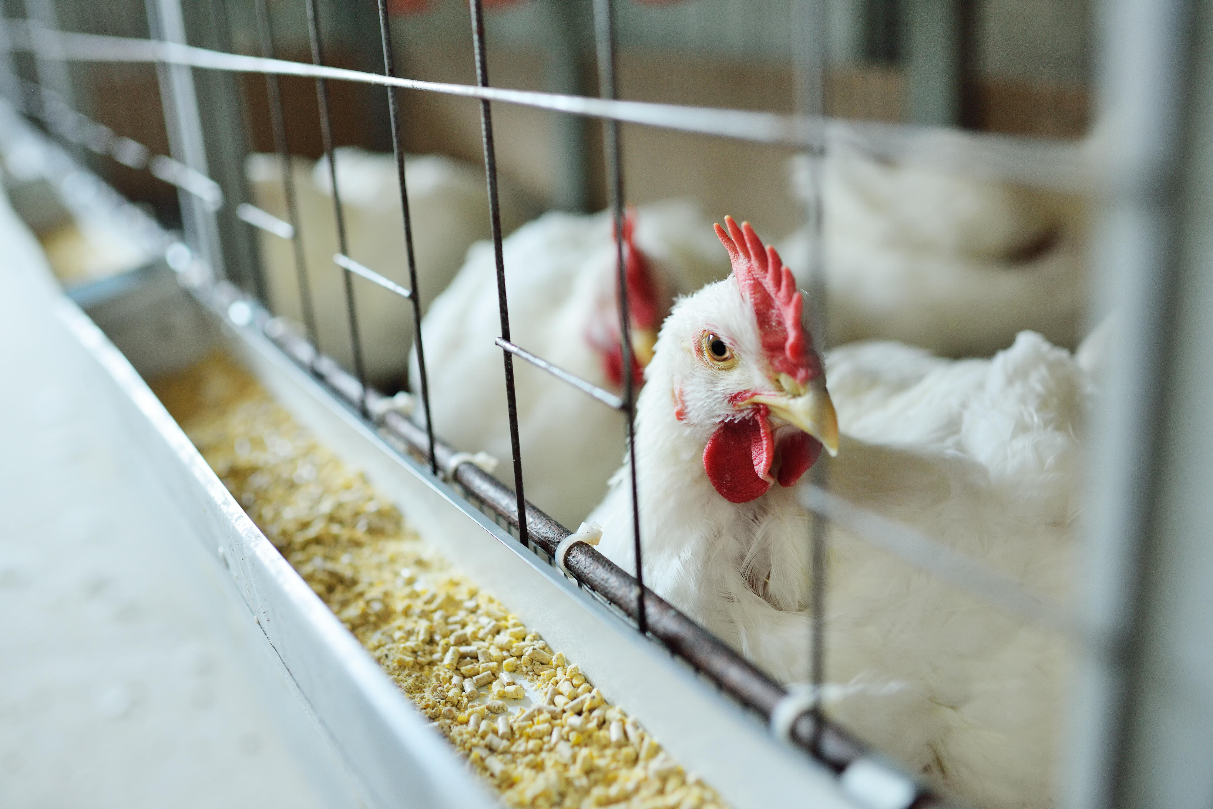 Bird Flu Outbreak Forces Egg Farm To Euthanize 3 Million Chickens iHeart