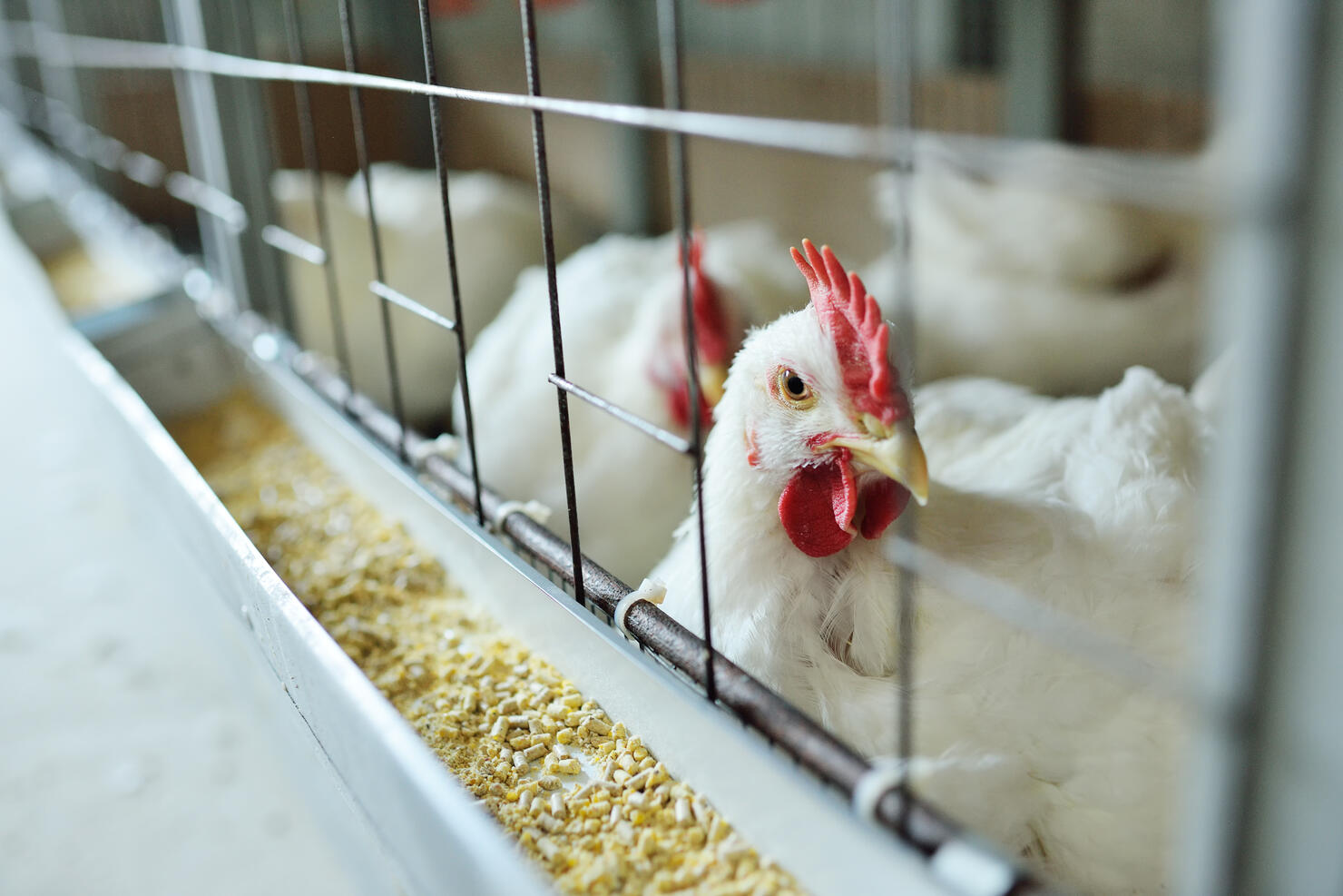 broiler chickens eat food close-up on a poultry farm