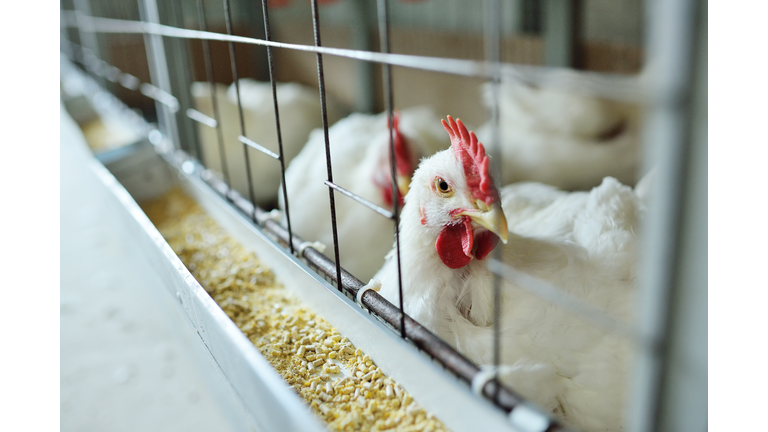 broiler chickens eat food close-up on a poultry farm