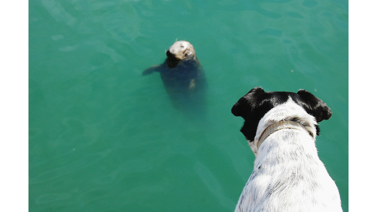 High Angle View Of Dog Looking At Sea Lion In Water