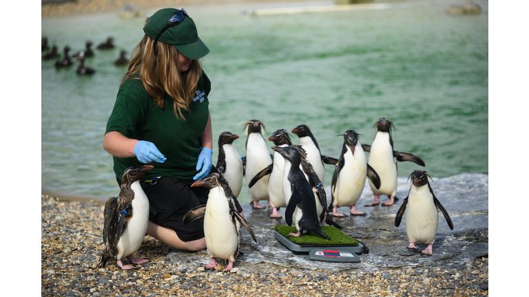 Annual Animal Weigh-in At Whipsnade Zoo