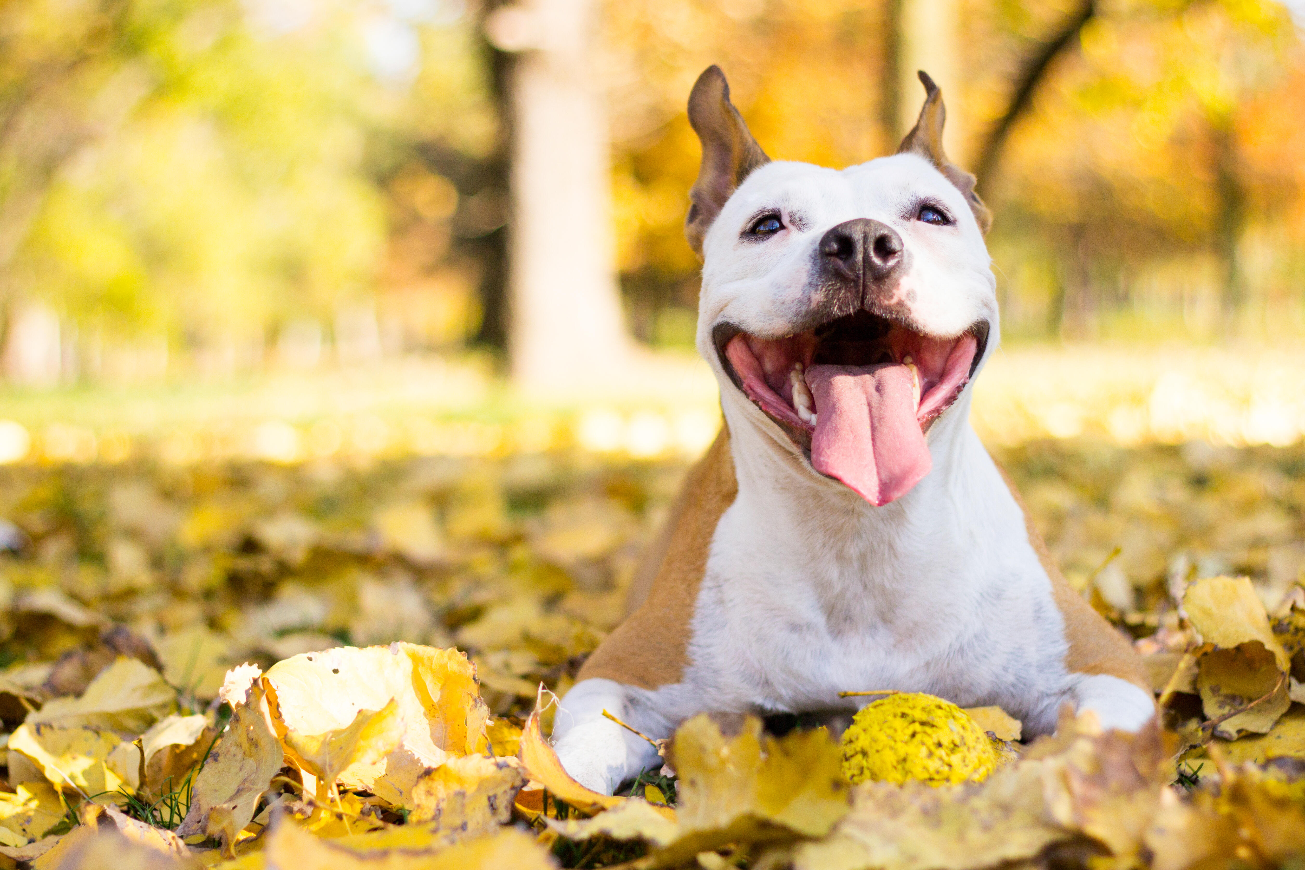 watch-deaf-dog-in-minnesota-learns-sign-language-becomes-viral