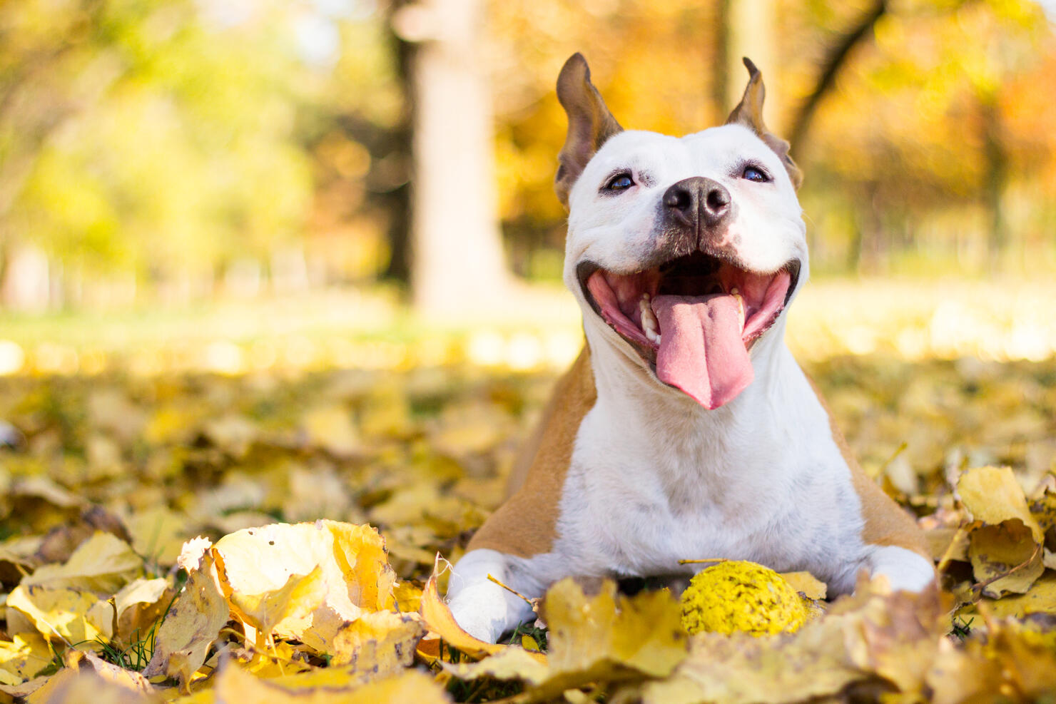 Portrait of a happy dog