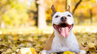 Happy Thankful For My Dog Day!