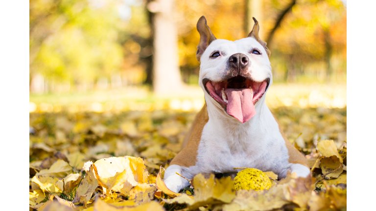 Portrait of a happy dog
