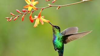 Hummingbird Nectar Recipe