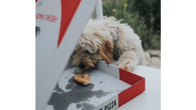 A puppy seizes the opportunity to steal a slice of leftover pizza from an open pizza takeaway box