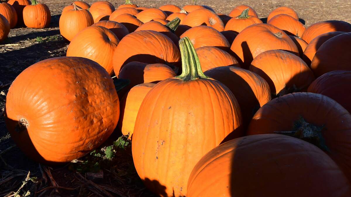 Pumpkin Patches In The Bay Area WiLD 94.9