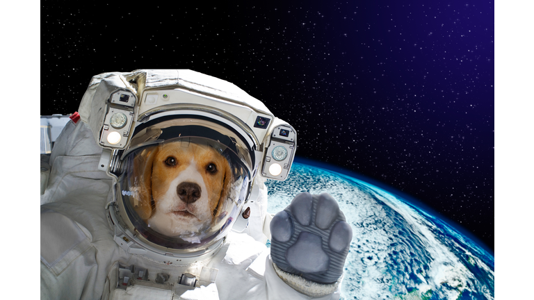 Portrait of a dog astronaut in space on background of the globe. Elements of this image furnished by NASA