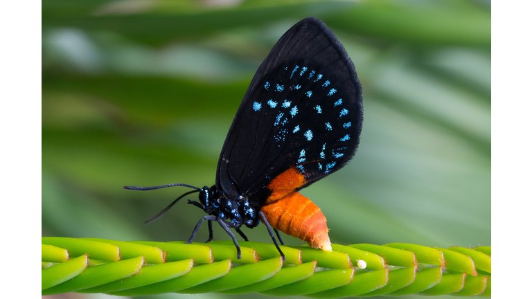 Atala Butterfly