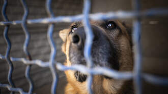 Community Helps Homeless Woman Reclaim Her Dog