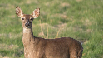 Local News - Deer Season Opens 