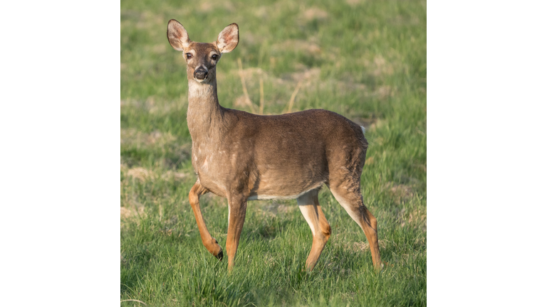 Curious white-tailed deer in field