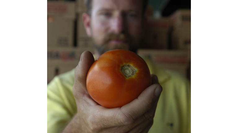 Tomatoes Are Picked On Farm As FDA Narrows Search For Contamination Start