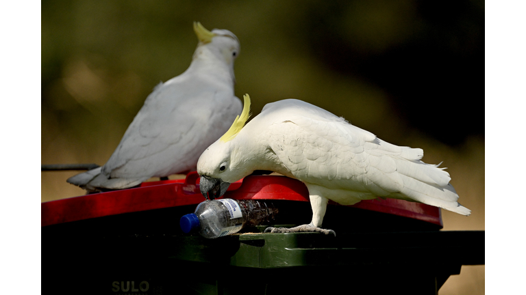 AUSTRALIA-WILDLIFE-COCKATOOS