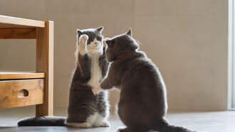 Bagheera brought a new friend over for dinner