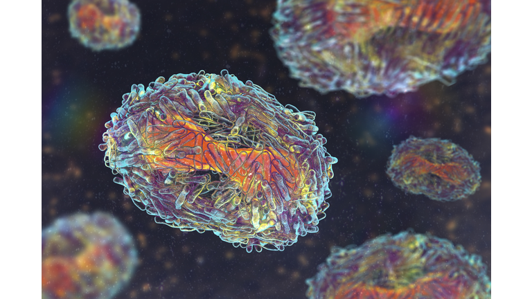 Monkeypox virus particles, illustration