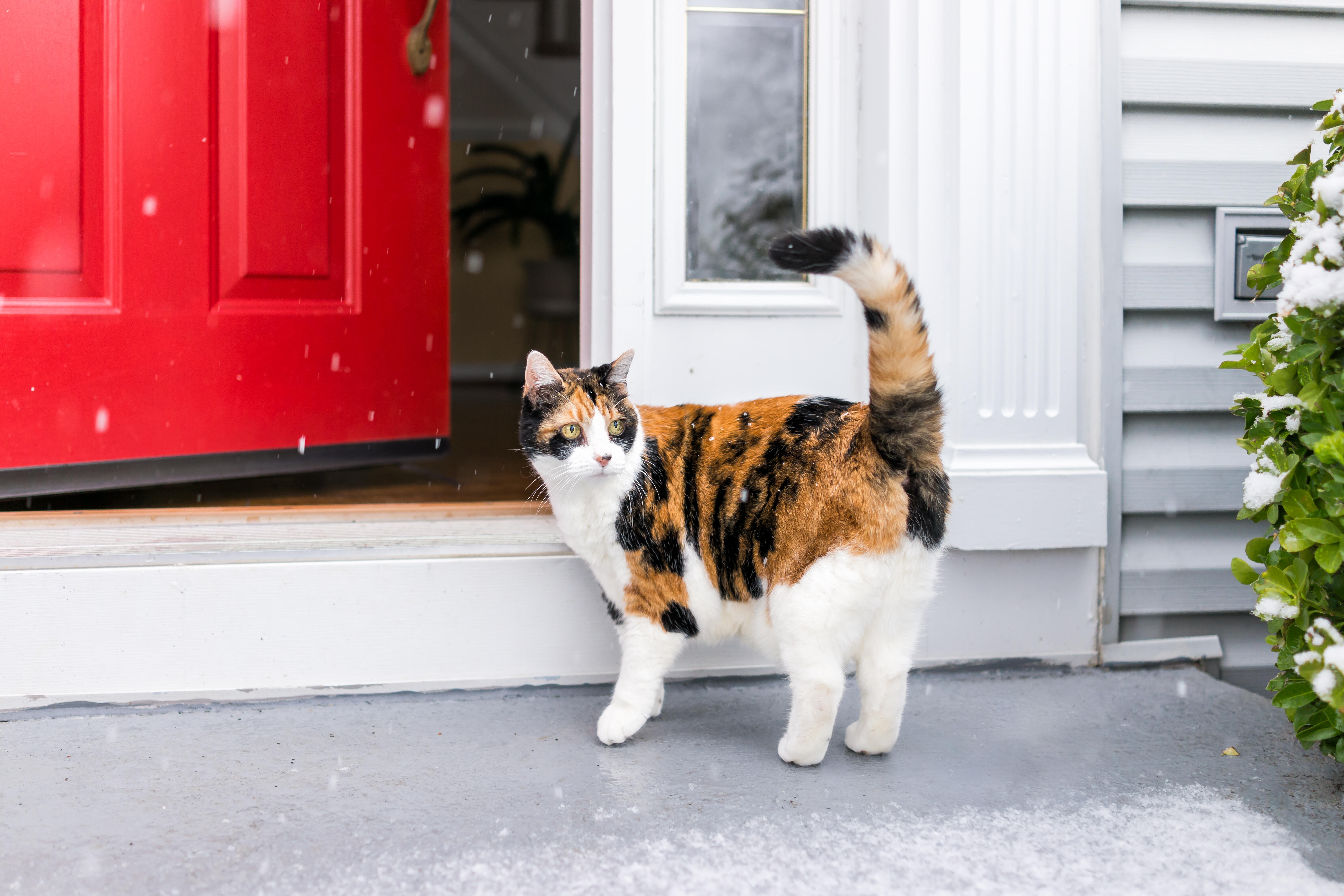 Meet A Cat That Sings  93.9 LITE FM