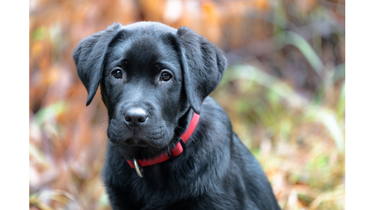 Labrador Retreiver