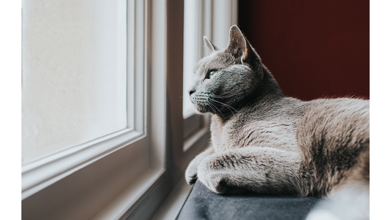 Relaxed Grey Cat lying down gazing out of a window