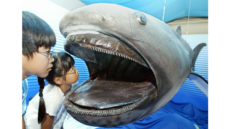 Children peer into a stuffed specimen of