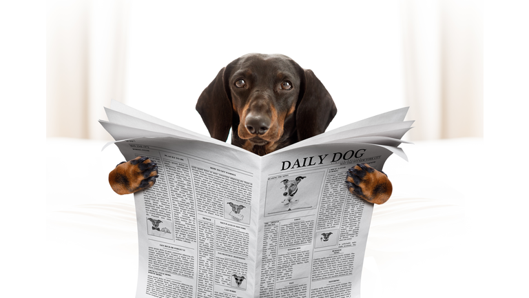 dog reading newspaper