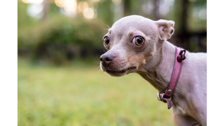 Russian Toy Terrier dog with caution and suspicion looks at the camera.