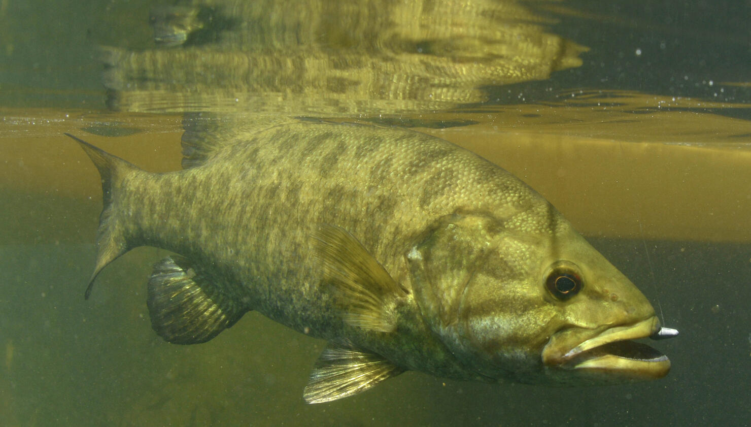 national-park-service-to-poison-colorado-river-to-remove-invasive-bass