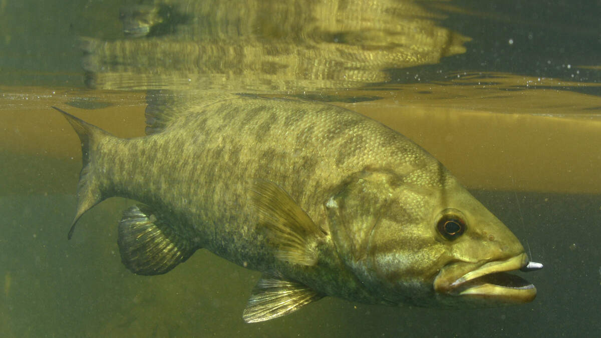 National Park Service To Poison Colorado River To Remove Invasive Bass ...