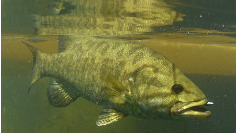 smallmouth bass fish