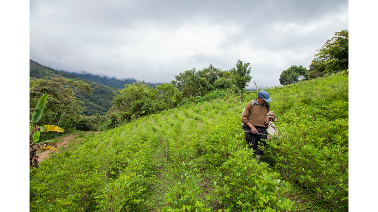 BOLIVIA-COCA-PESTICIDES-BEES