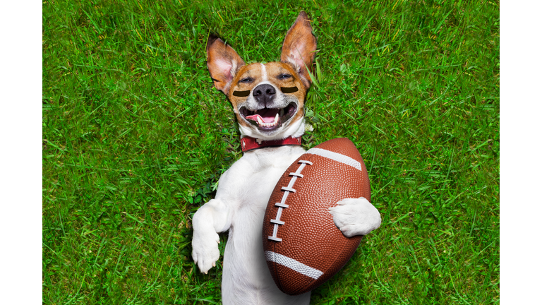 american football dog