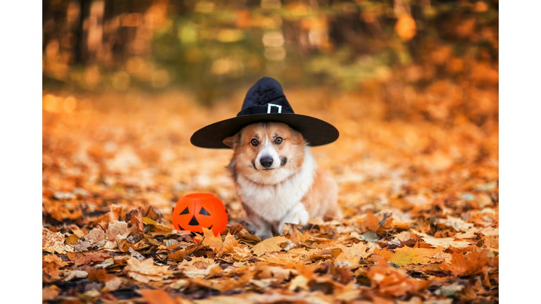 Halloween greeting card with a funny corgi dog puppy in a black witch hat stands in an autumn park
