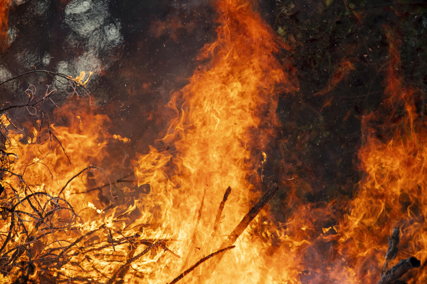 Close-up of Fire Exploding and Blaze fire flame of forest fire.