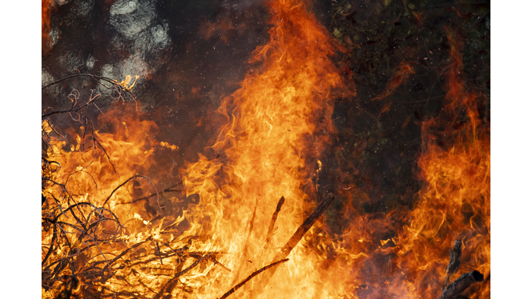 Close-up of Fire Exploding and Blaze fire flame of forest fire.