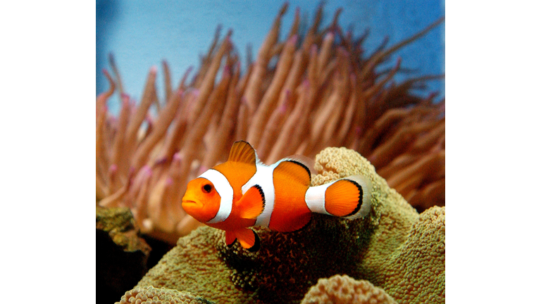 Finding Nemo Movie Causes Surge In Sales Of Clownfish