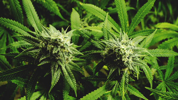 $3M Illegal Marijuana Grow Busted in Hacienda Heights